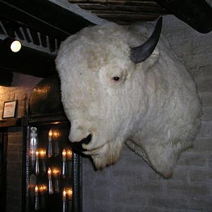 great white buffalo...