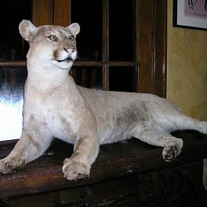 lotsa cougars at the hotel