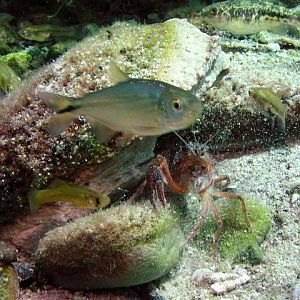 are you lookin' at me?