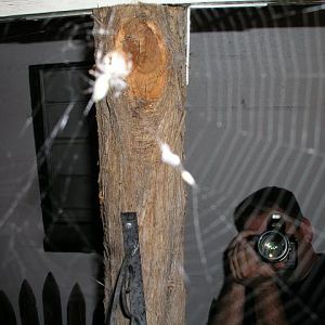 arachnophotia