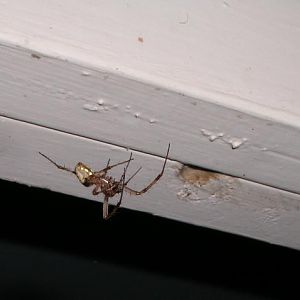 weaving a tangled web