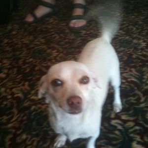 Eleven Inn's welcoming committee