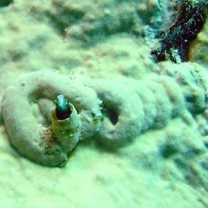 goby home