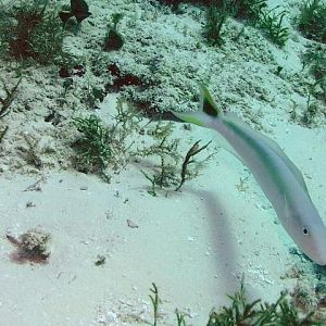 tile fish