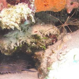 splendid toadfish
