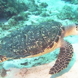 mas tortuga