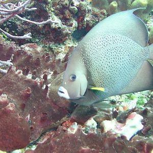French angel fish