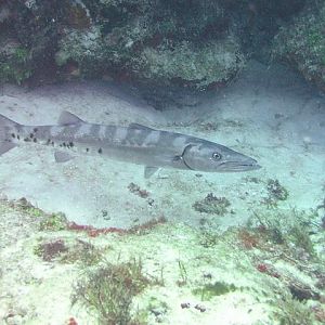 barracuda