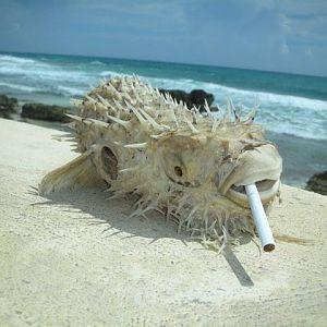 He's not dead, he's pining for the reef...