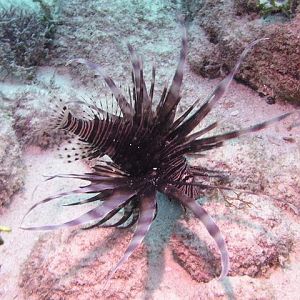 lionfish