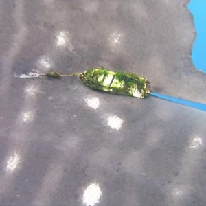 tracking tag