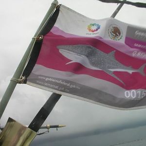 off to see the lizard, oops, I mean whale sharks