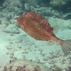 cowfish