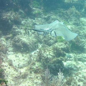 stingray away
