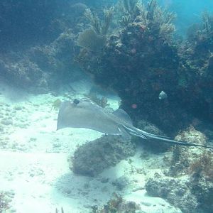 stingray