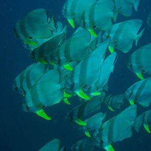 batfish IMG_5930b