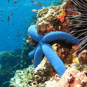 blue starfish IMG_5749_1