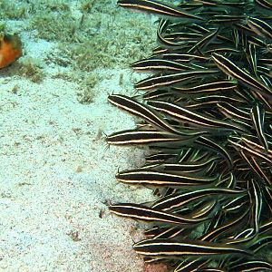 catfish school IMG_6452