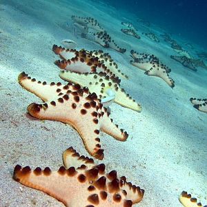 chocolatechip starfish IMG_6445b