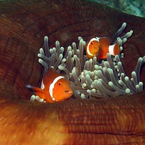 clownfish duo IMG_6587b