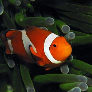 clownfish greenanemone IMG_5141b