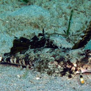 fingered dragonet IMG_6110b