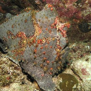 frogfish IMG_4738