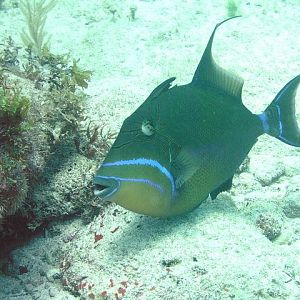 trigger fish