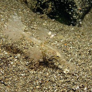 ghostpipefish IMG_4569b