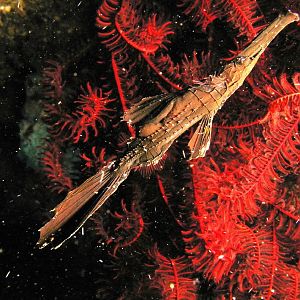 ghostpipefish IMG_5051b