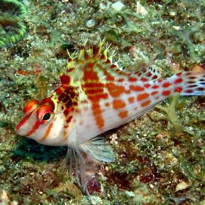 hawkfish IMG_5016b