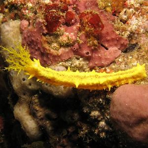 yellow sea cucumber IMG_4709