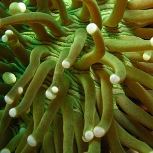 green anemone IMG_5020