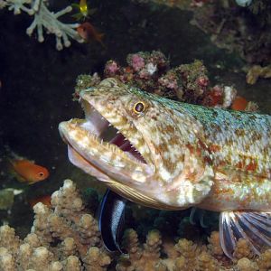 lizardfish with cleaner IMG_5422b