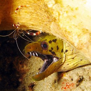 eel and shrimp IMG_5832b