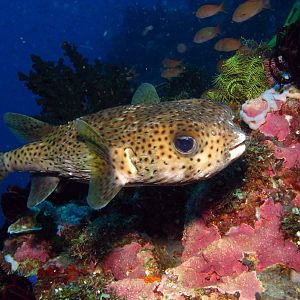 puffer fish IMG_6176b