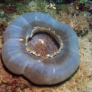 artichoke anemone IMG_6353b