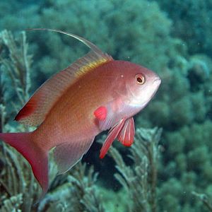 razor wrasse IMG_6667b