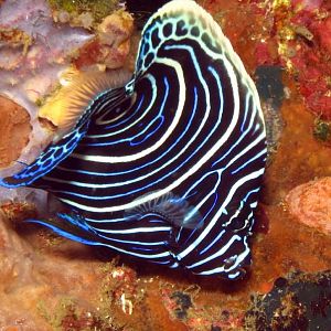 juvenile emperor anglefish IMG_6570b1