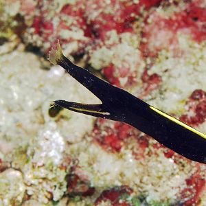 juvenile ribbon eel IMG_5819b
