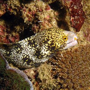 leopard eel IMG_5463b