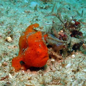 orange frogfish IMG_6617b
