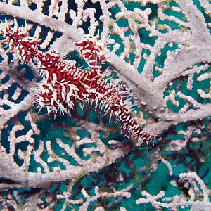 ornate ghost pipefish IMG_5521b