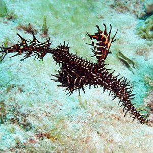 ornate ghost pipefish IMG_5604b