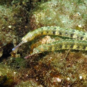 pipefish IMG_5470b