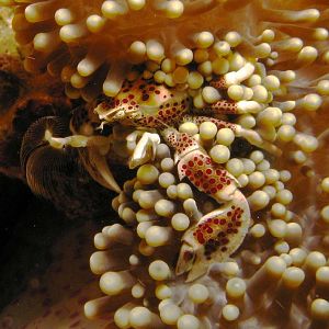 procelaincrab IMG_5876b