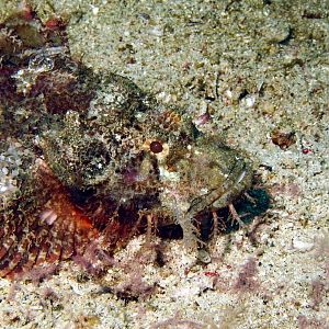 scorpionfish IMG_5403b