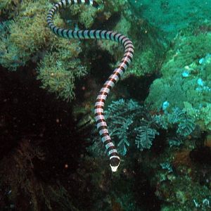 seasnake IMG_5382b