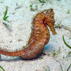 seahorse IMG_5554b