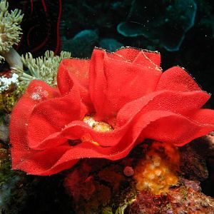 spanish dancer eggs IMG_5945